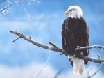 aigle du ciel